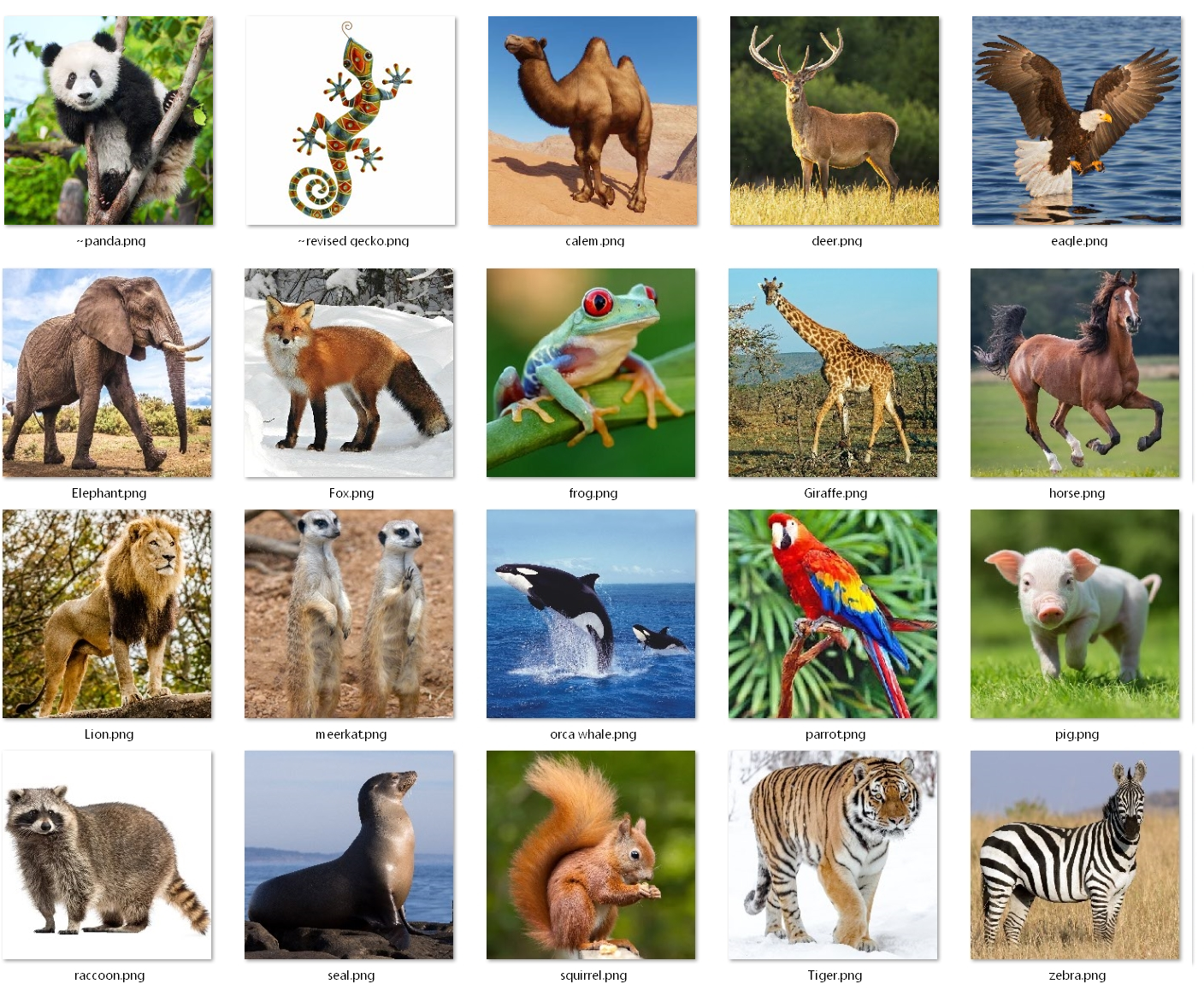 Animals images